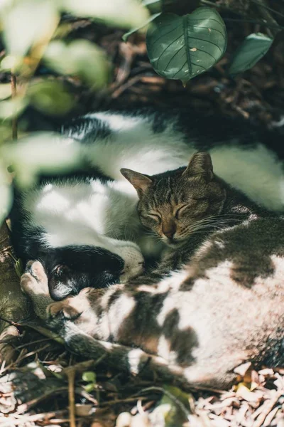 Primer Plano Dos Gatos Durmiendo Juntos Suelo Día Soleado — Foto de Stock