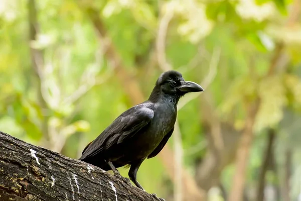 森林里树枝上一只乌鸦的特写镜头 — 图库照片