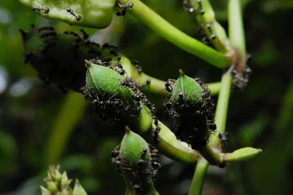 Een Close Shot Van Mieren Een Groene Plant — Stockfoto