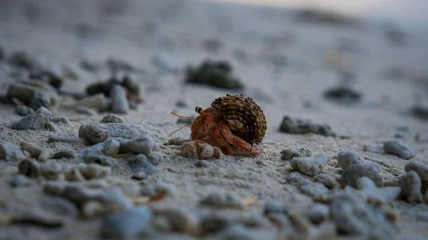 Closeup Hermit Crub Isolated Beachwith White Sand Pebbles — Stock Photo, Image