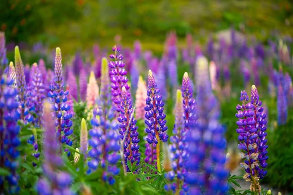 Flores Altramuz Florecientes Volcan Osorno Campo Lupine Lupinus Colorido Rosa — Foto de Stock