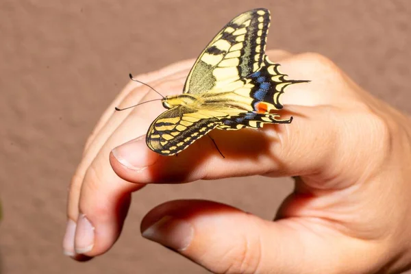 Old World Swallowtail Papilio Machaon Exotic Colorful Butterfly Finger Hand — Stock Photo, Image