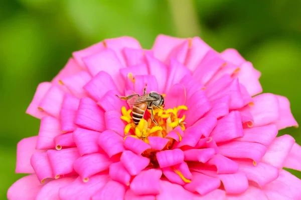 Nahaufnahme Einer Biene Die Pollen Von Zinnia Elegans Einem Wald — Stockfoto