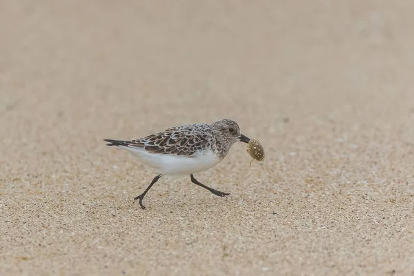 Calidris Alba Sanderling Comer Pássaros Bico Empurrado Areia — Fotografia de Stock