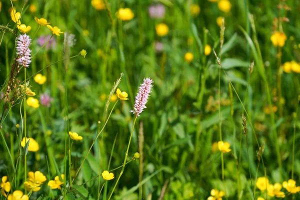 Ein Feld Mit Bistorta Officinalis Und Ranunculus Blüht Sonnenlicht — Stockfoto