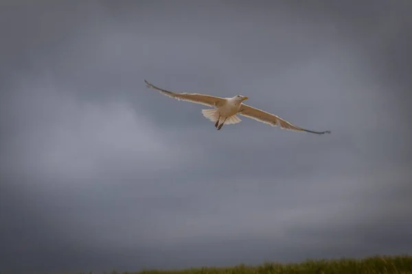 Bird Flying Beach Cloudy Sky — Stock Photo, Image