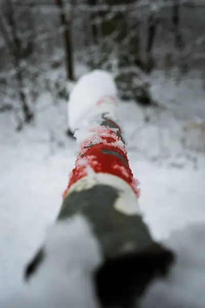 Uma Barreira Cheia Neve Uma Floresta Alemanha Inverno — Fotografia de Stock