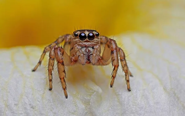 Μακρο Φωτογραφία Μιας Αράχνης Που Χοροπηδάει Λευκό Και Κίτρινο Λουλούδι — Φωτογραφία Αρχείου