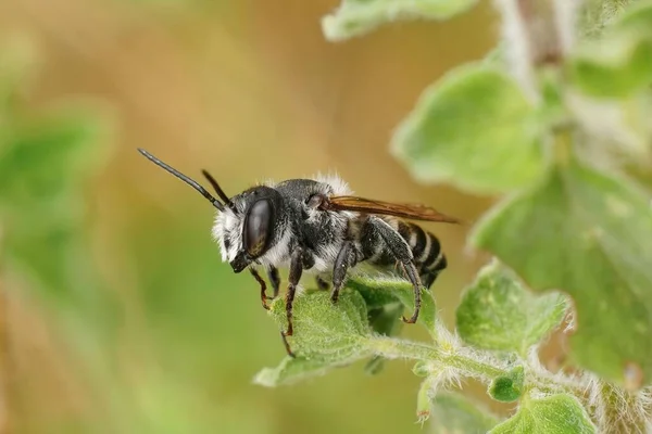 Closeup Small Black White Mediterranean Male Leafcutter Bee Megachile Octosignata — Stock Photo, Image