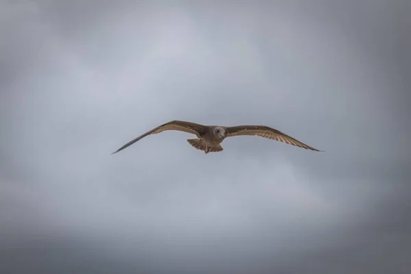 Bulutlu Gökyüzü Ile Kumsalda Uçan Bir Kuş — Stok fotoğraf