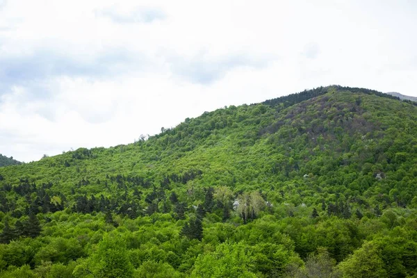 緑の森の丘の美しいショット — ストック写真