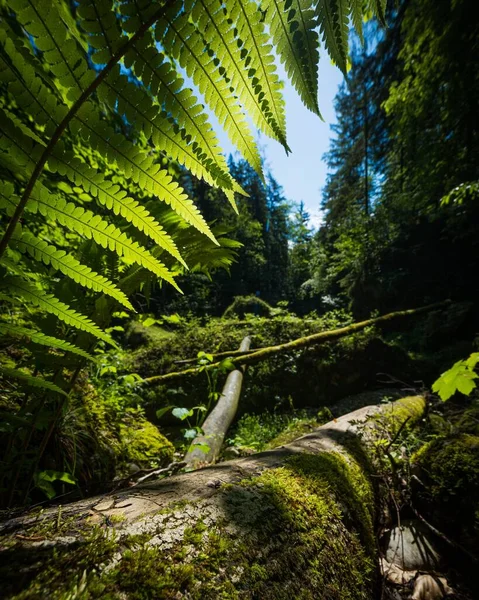 Tiro Vertical Das Árvores Musgosas — Fotografia de Stock