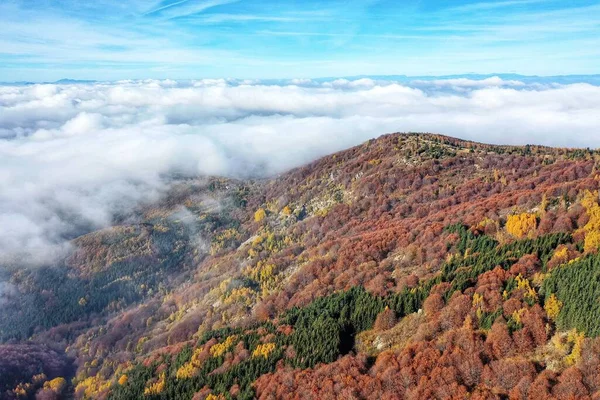 Una Vista Aérea Hermoso Bosque Con Árboles Coloridos Cubiertos Niebla — Foto de Stock