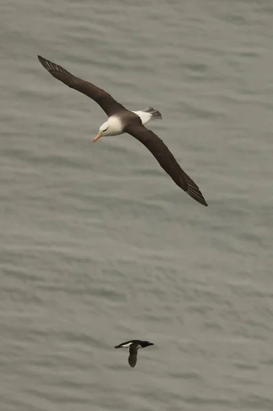 Plan Sélectif Albatros Survolant Mer Flamborough Head Royaume Uni — Photo