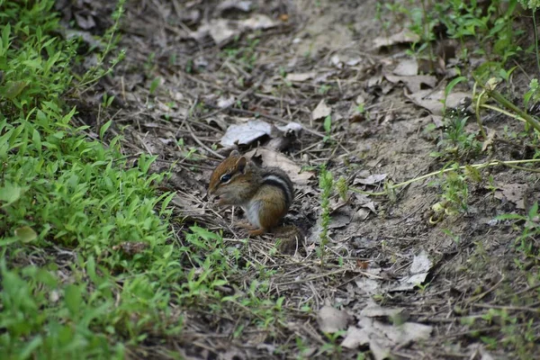 Primer Plano Una Ardilla Marrón Comiendo Nueces Parque —  Fotos de Stock