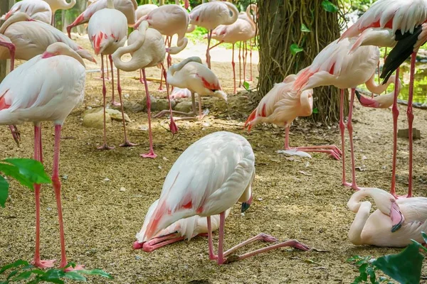 Den Grupp Större Flamingos Vilar Vid Trädet Solig Dag — Stockfoto