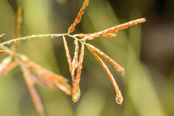 Detailní Záběr Poaceae Gramineae Pokrytý Vodními Kapkami — Stock fotografie