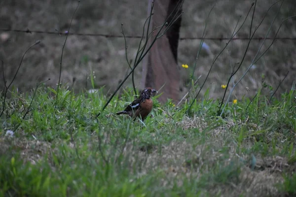 정원에 Rufous Plantcutter Closeup — 스톡 사진