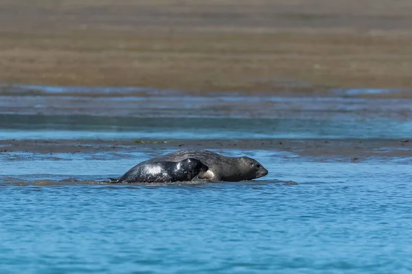 Colony Harbor Seals California Babies Playing Mud — Stock Photo, Image