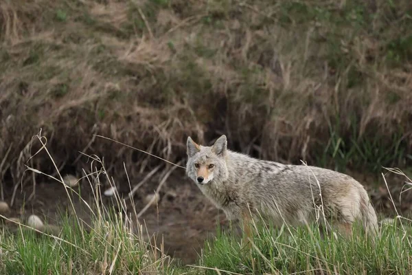 Coyote Prowling Fishcreek Park — Stock Photo, Image