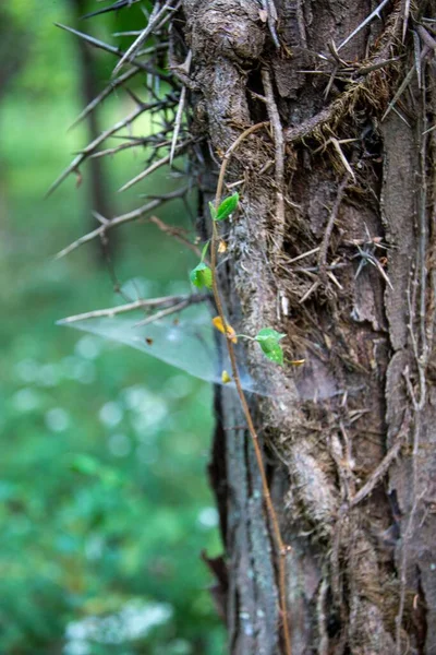Вертикальний Знімок Павутини Дереві — стокове фото