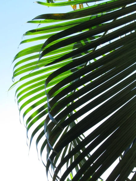 Renkli botanik çiçekleri, doğa yaprakları ve çiçekler, evinizi veya işyerinizi dekore etmek için mükemmel uyum ve trend