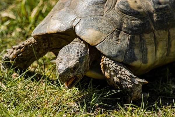 Широко Нарізані Черепахи Їдять Насолодою Берні Швейцарія — стокове фото