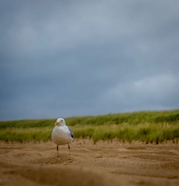 Pássaro Branco Praia — Fotografia de Stock