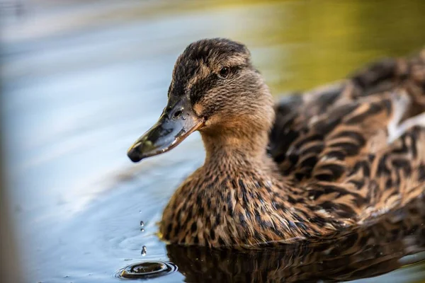 Tiro Perto Belo Pato Aves Aquáticas Nadando Água — Fotografia de Stock