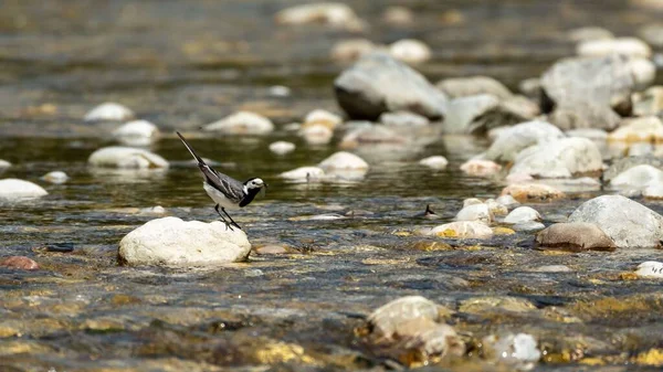 Bir Wagtail kuşunun yakın plan çekimi.