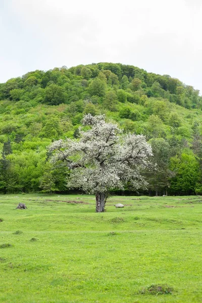 Orman tepe arkaplanlı bir çayırda çiçek açan bir ağacın dikey görüntüsü.