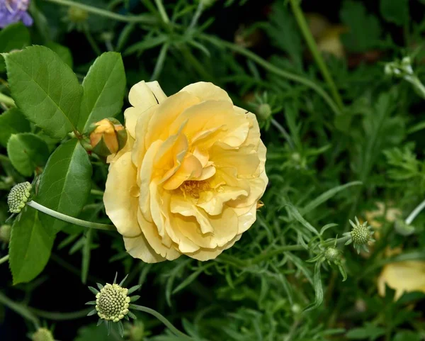 Closeup Graham Thomas Rose Deep Yellow Shrub Rose — Stock Photo, Image