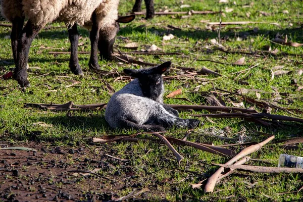 Гарний Знімок Сірої Вівці Фермі — стокове фото