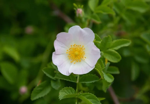 葉を持つ白いバラの花の閉鎖 — ストック写真