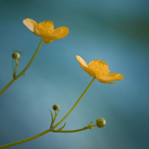 Buttercup Familiar Comum Jardins Buttercup Rastejante Ranunculus Repens — Fotografia de Stock