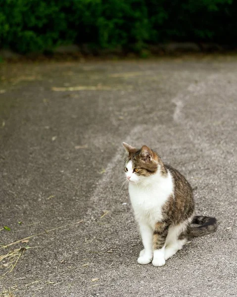 Proužkovaná Hnědobílá Kočka Sedící Asfaltu Dívající Směrem — Stock fotografie