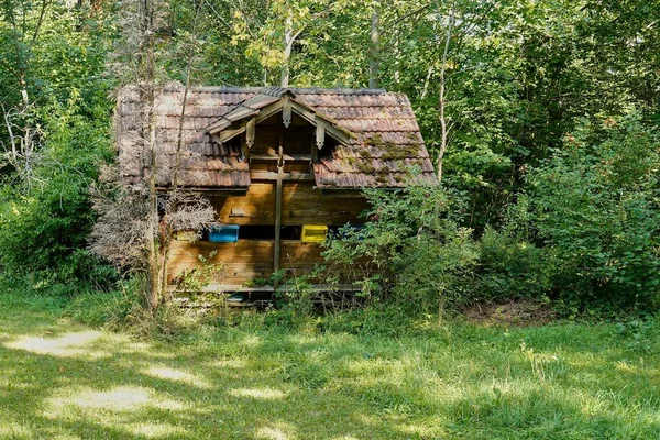 Starý Včelí Dům Lese — Stock fotografie
