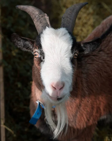 Vertical Closeup Tauernscheck Goat White Beard — Stock Photo, Image