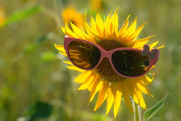 Nahaufnahme Einer Gelben Sonnenblume Mit Brille Einem Sonnigen Tag — Stockfoto