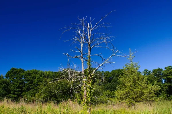 Pojedyncze Drzewo Liściaste Polu Bujnymi Drzewami Błękitnym Niebem Tle — Zdjęcie stockowe