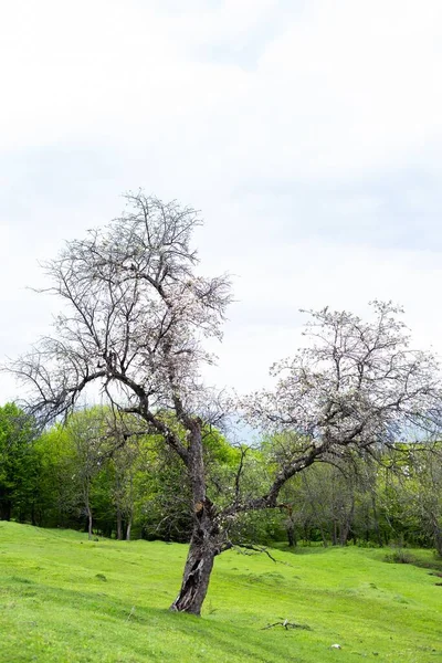 Orman arka planında çiçek açan bir ağacın yakın çekimi.
