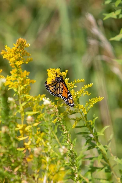 Disparo Vertical Mariposa Sobre Una Flor Amarilla —  Fotos de Stock