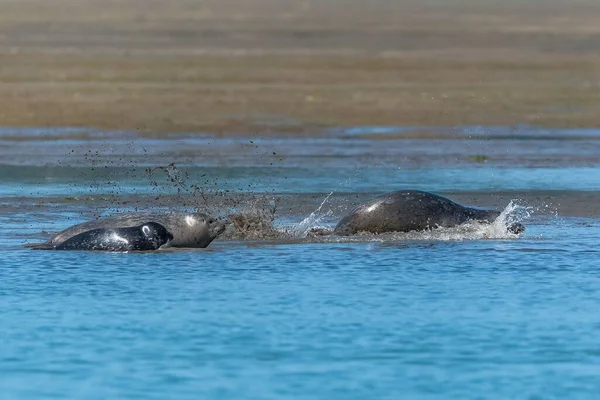 Colony Harbor Seals California Babies Playing Mud — Stock Photo, Image