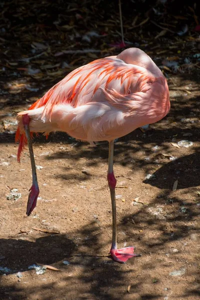 Vertikal Bild Flamingo Fågelparken Villars Les Dombes Frankrike — Stockfoto