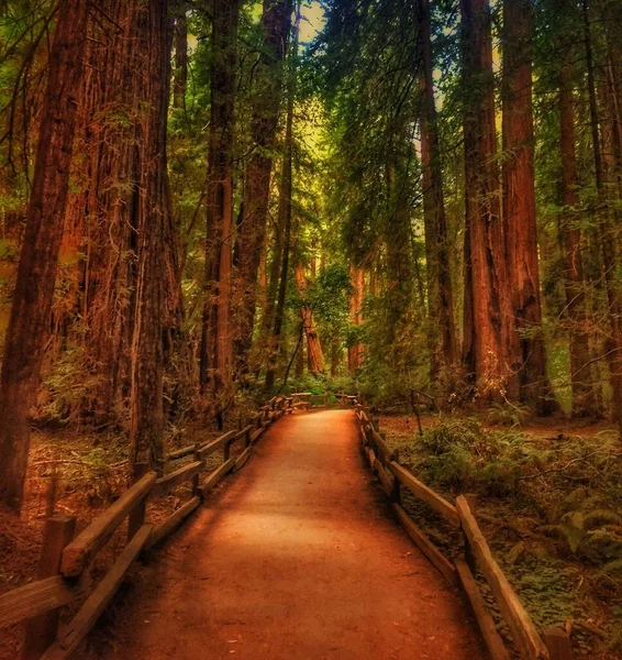 Ormandaki bir ahşap köprü