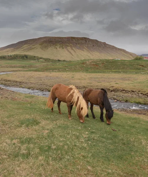 Flock Hästar Naturen Island — Stockfoto