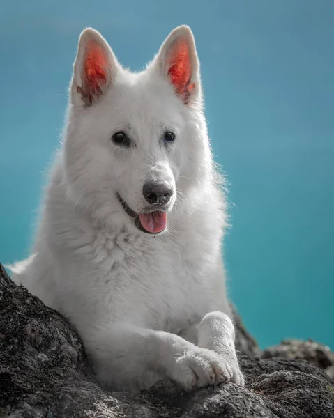 Vertikální Detailní Záběr Rozkošný Bílý Pes Pozadí Modré Oblohy — Stock fotografie