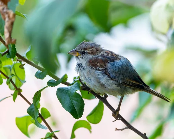 Primer Plano Verdadero Gorrión Una Rama Árbol —  Fotos de Stock