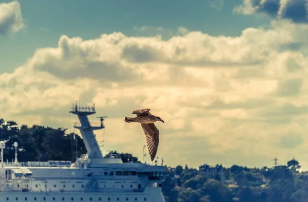 Scenic Shot Seagull Flying Cruise Ship Background — Stock Photo, Image