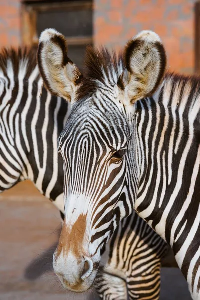 Zebra Parque Animais Selvagens Cabarceno — Fotografia de Stock